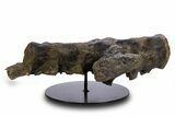 Hadrosaur (Hypacrosaurus) Sacrum with Metal Stand - Montana #335945-1